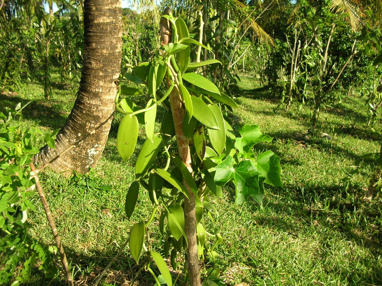 Antananarivo - Sambava - Antalaha